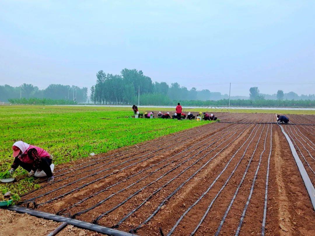 抢抓农时惠民县大年陈镇芹菜夏季生产全面展开