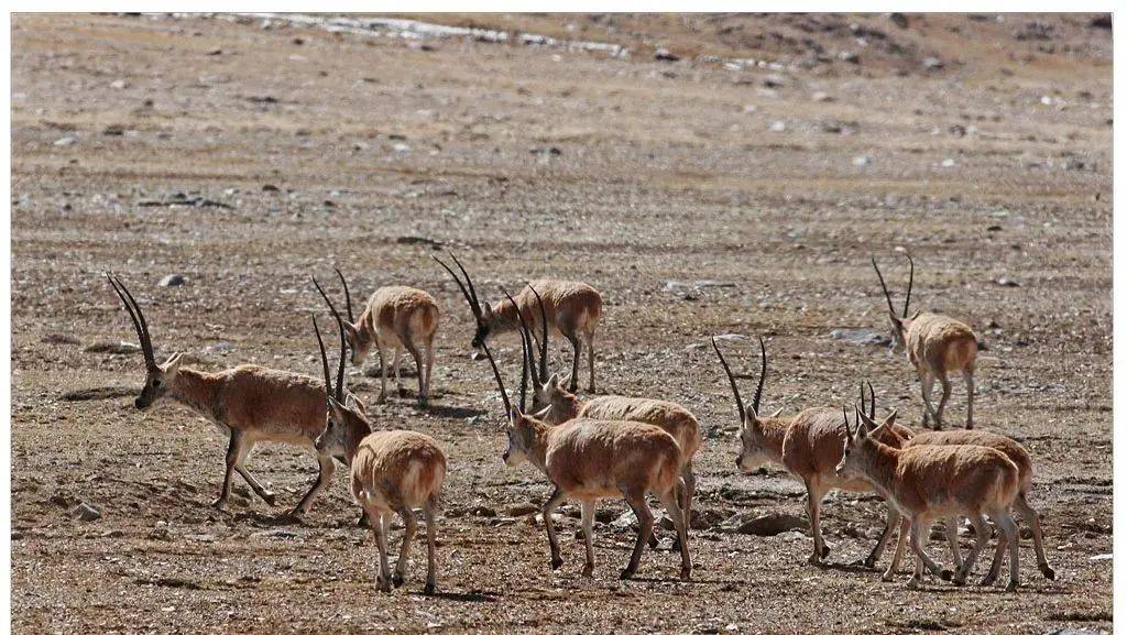 藏羚羊开始大迁徙，逃避狼的追踪，躲开棕熊捕食，跨越千里去可可西里产仔