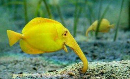 象鼻鱼的简介象鼻鱼的品种