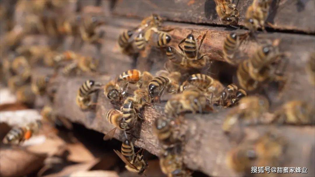 原创都来围观下我们经常吃的蜂蜜小蜜蜂们是怎么把它酿出来的呢