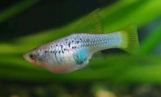 月光鱼的简介月光鱼的的品种