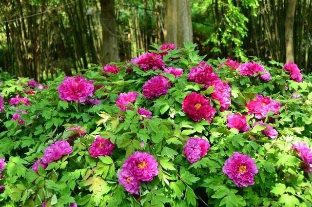 彭州丹景山牡丹花最合适的观赏时间在什么时候