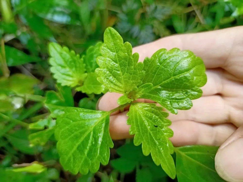 农村水边这野草