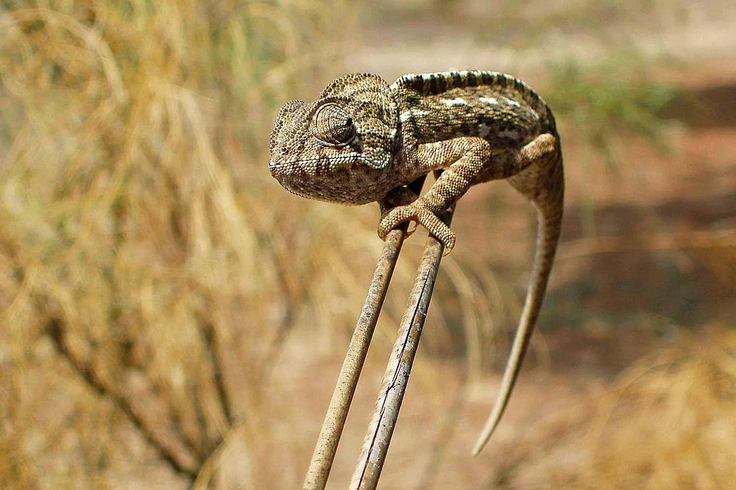 原创变色龙类型特征和照片