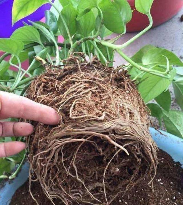 张大爷绿萝全被扔了,全因绿萝"有毒",很多养花人都误会了_植物_伤害