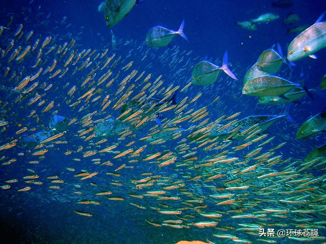 原创动辄成千上万公里的动物大迁徙灵魂震撼为何如此疯狂