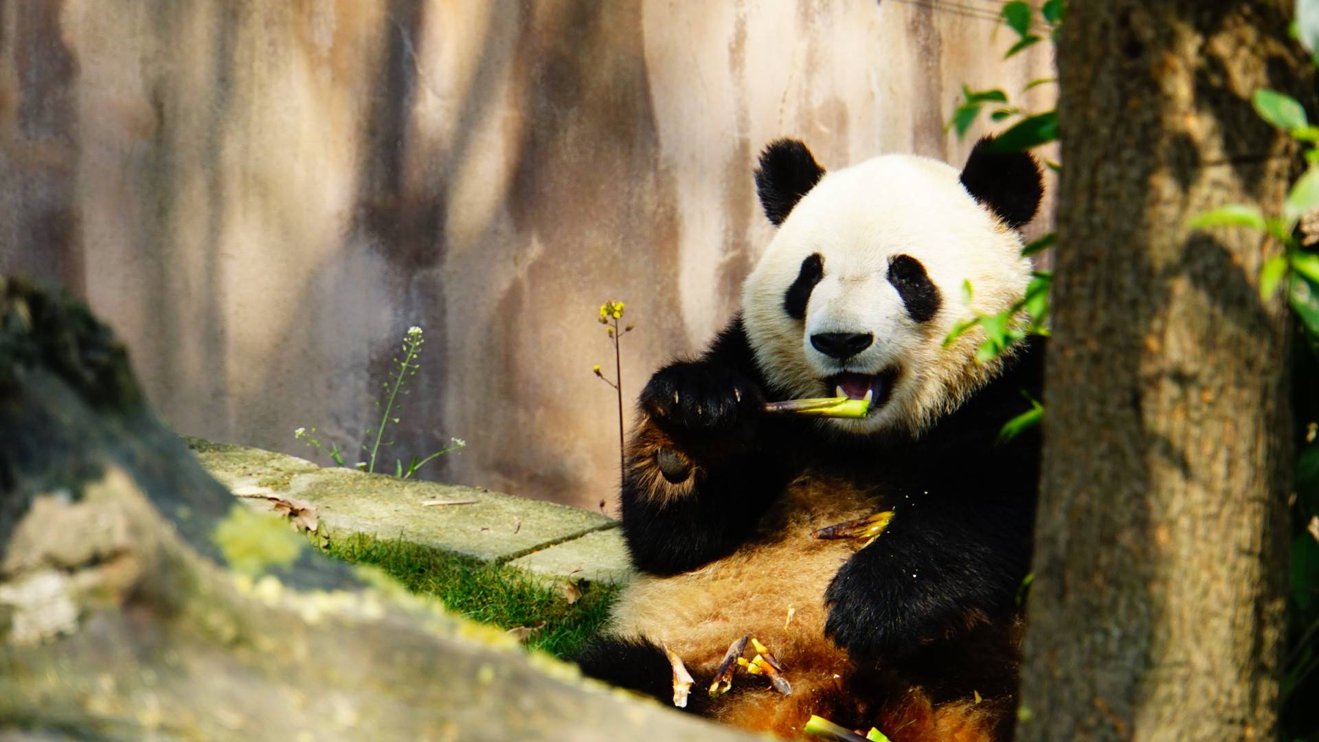 虽然大熊猫会咬人,但是却不影响我们前往旅游景区或者大熊猫基地来