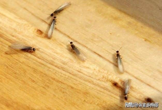 人蚁大战1|太可怕了，东莞最近出现了大量的飞蚁