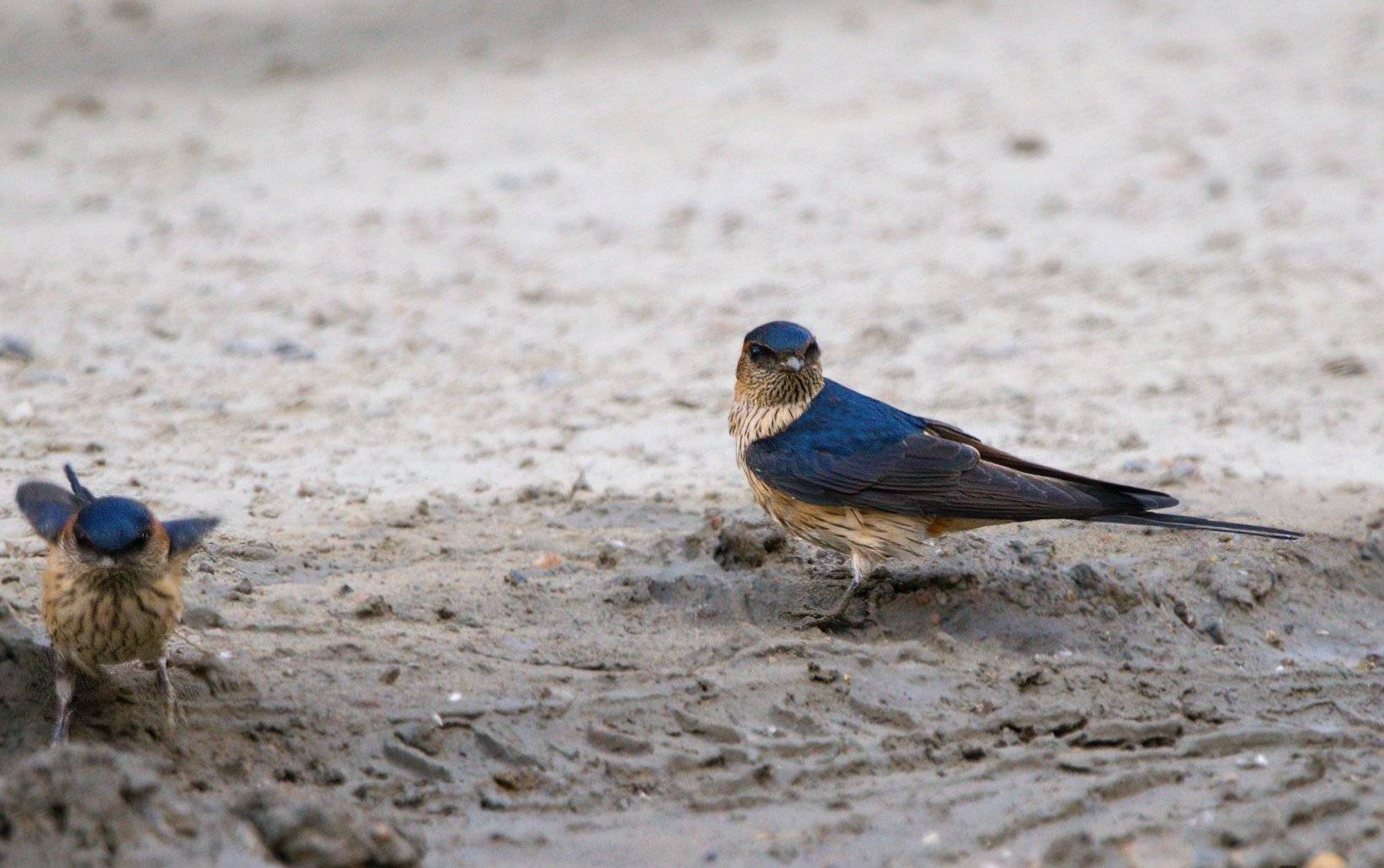 一年前在路上救了一只金腰燕,一年后它携爱妻一起回家来筑巢_鸟儿