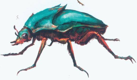 原创分享一些骷髅岛生物设定昆虫篇