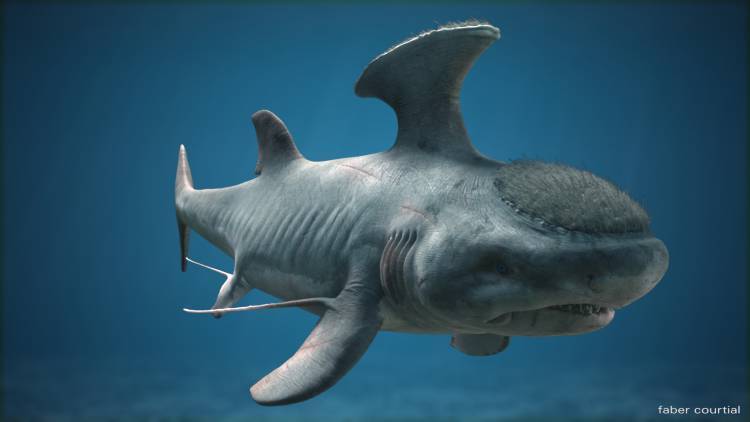 鲨鱼的祖先是谁图片图片