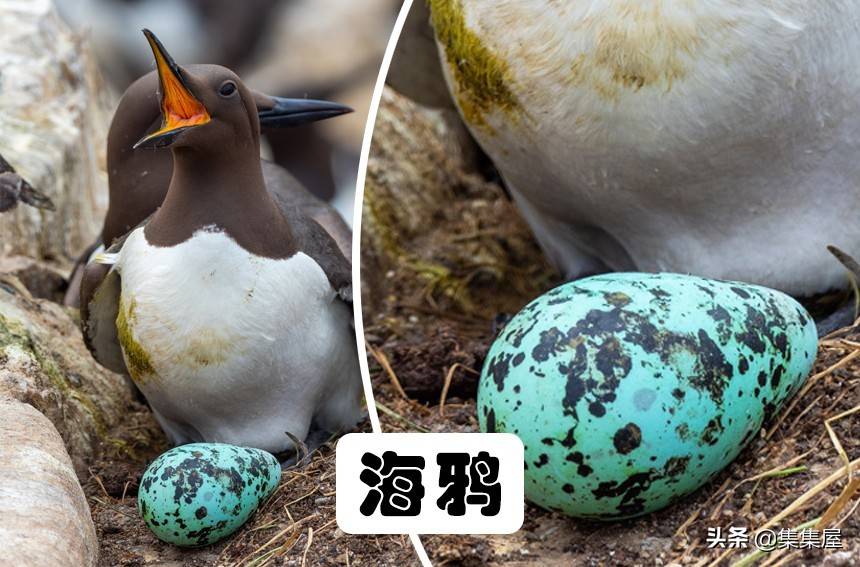 10種動物所產的蛋或卵:形狀各異,神奇與怪異並存_鯊魚_植物_因為