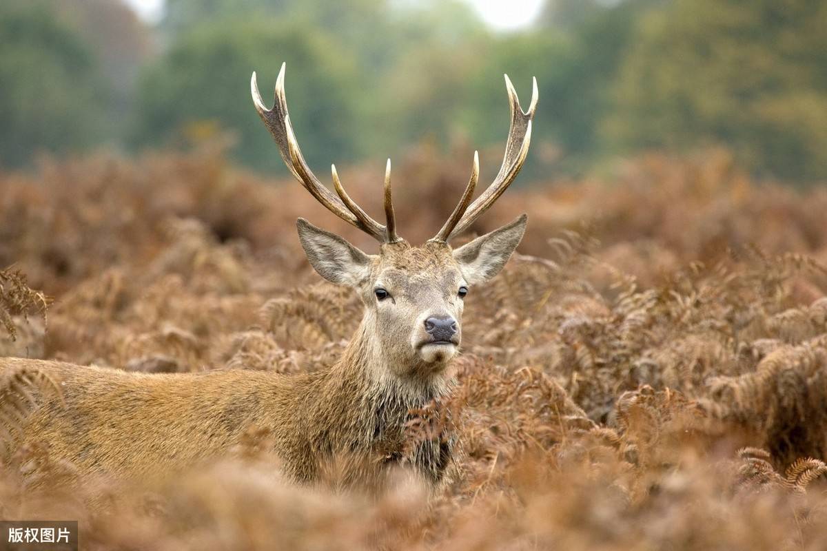 像马又像鹿,浑身是宝,食之角可滋阴补阳,_马鹿_鹿角_格斗