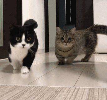 猫跑步姿势分解图图片