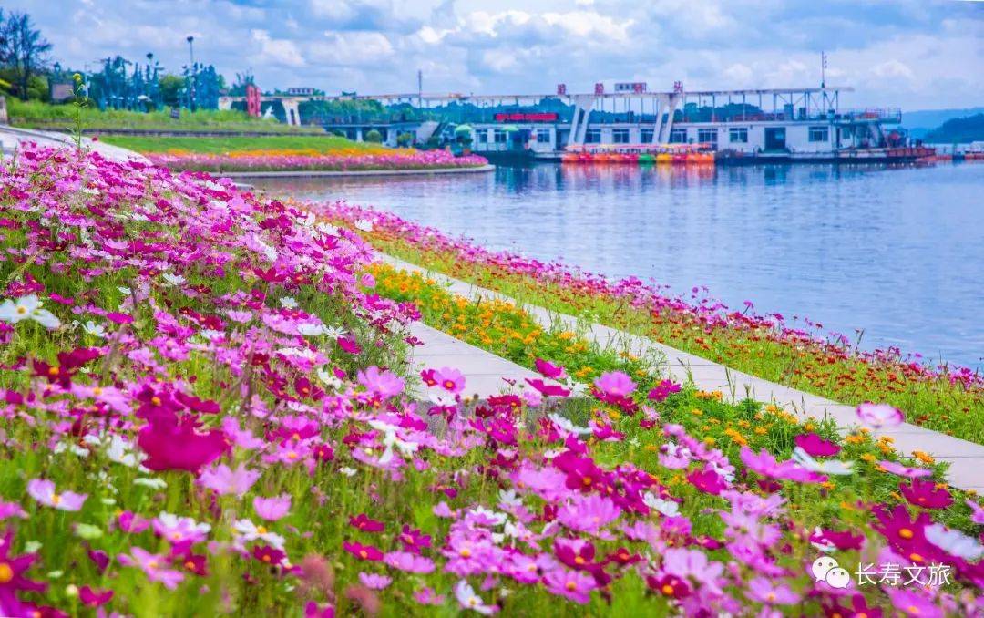 长寿湖露营基地 桃花图片