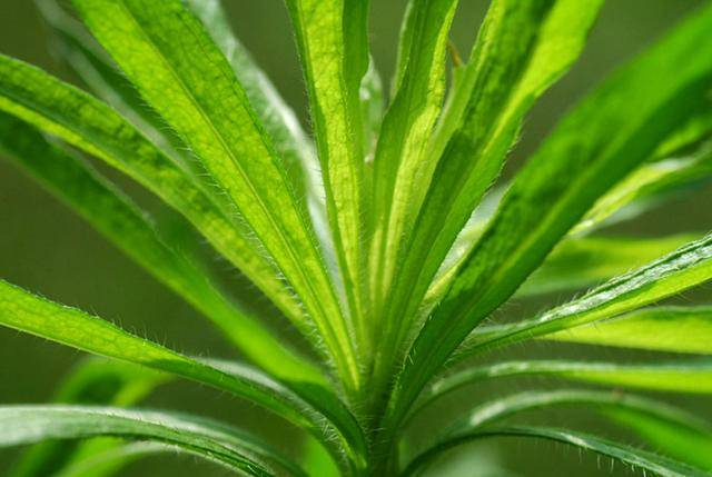 农村厕所边的植物野草有酒的香味人称酒香草价值珍贵