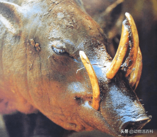 現實版豬八戒現原形滿面獠牙有些嚇人