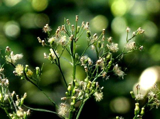 农村厕所边的植物野草有酒的香味人称酒香草价值珍贵
