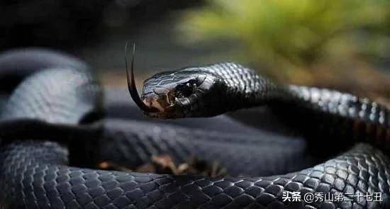 原创10大毒性最强毒蛇秒杀眼镜蛇不幸遇到有多远就走多远吧