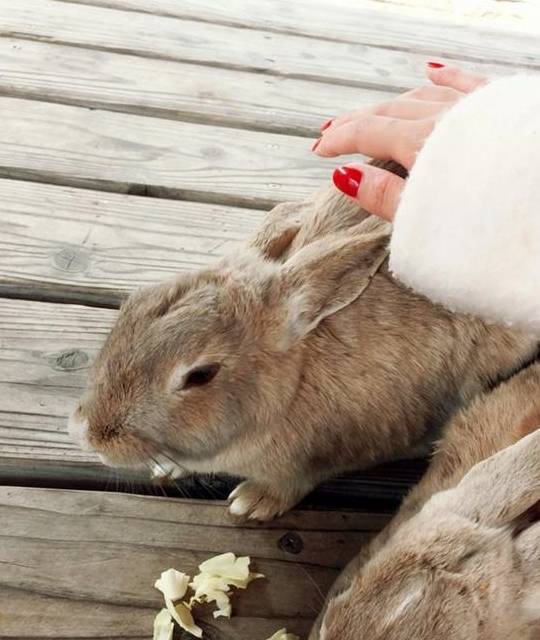 日本这个小岛野兔数量泛滥成灾，长相可爱却没人愿意带走