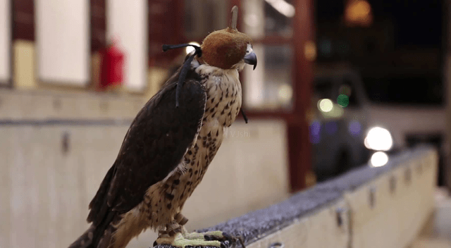 哪里可以买到宠物鹰老鹰与鹦鹉是同一物种吗