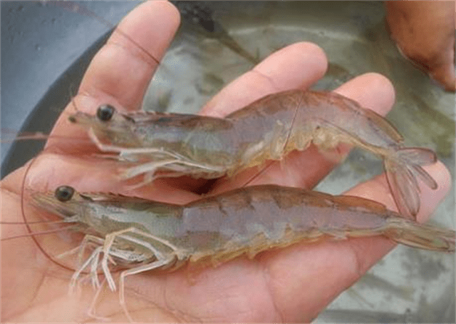 老虾农才知道的对虾补钙秘密同行打死也不会告诉你赶快收藏