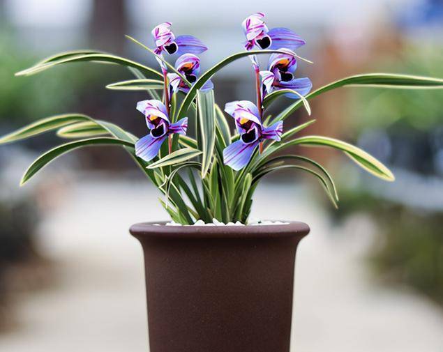 它是 建兰色花之王 花色神秘罕见 兰香醇正浓香 极具仙气 紫月 花卉 荷兰