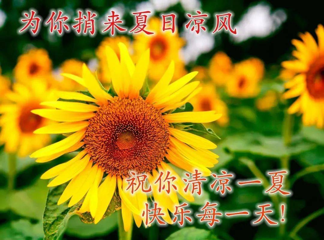 原创8张最新特漂亮早上好鲜花图片带字带祝福语最美夏日早安问候祝福