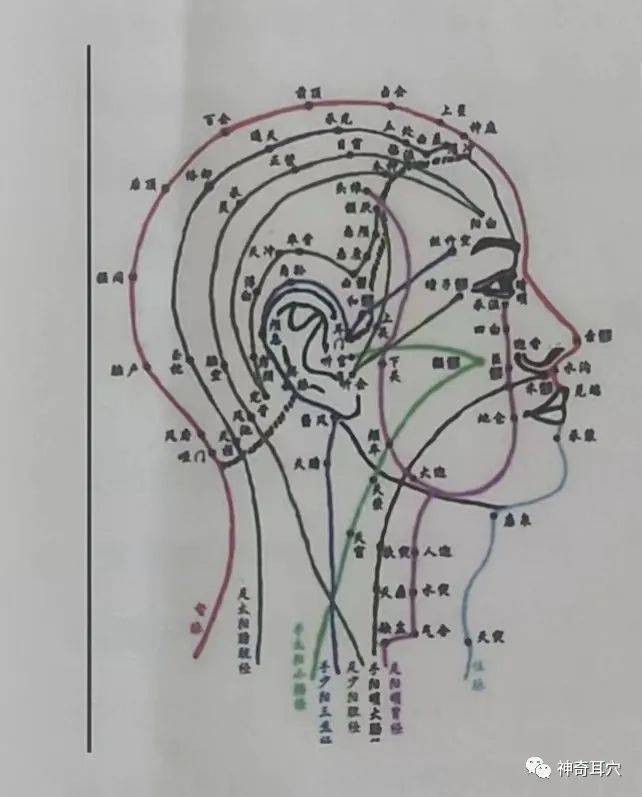 益康耳穴:耳穴療法之耳穴機理,耳部經絡,耳朵為什麼能治疾病?