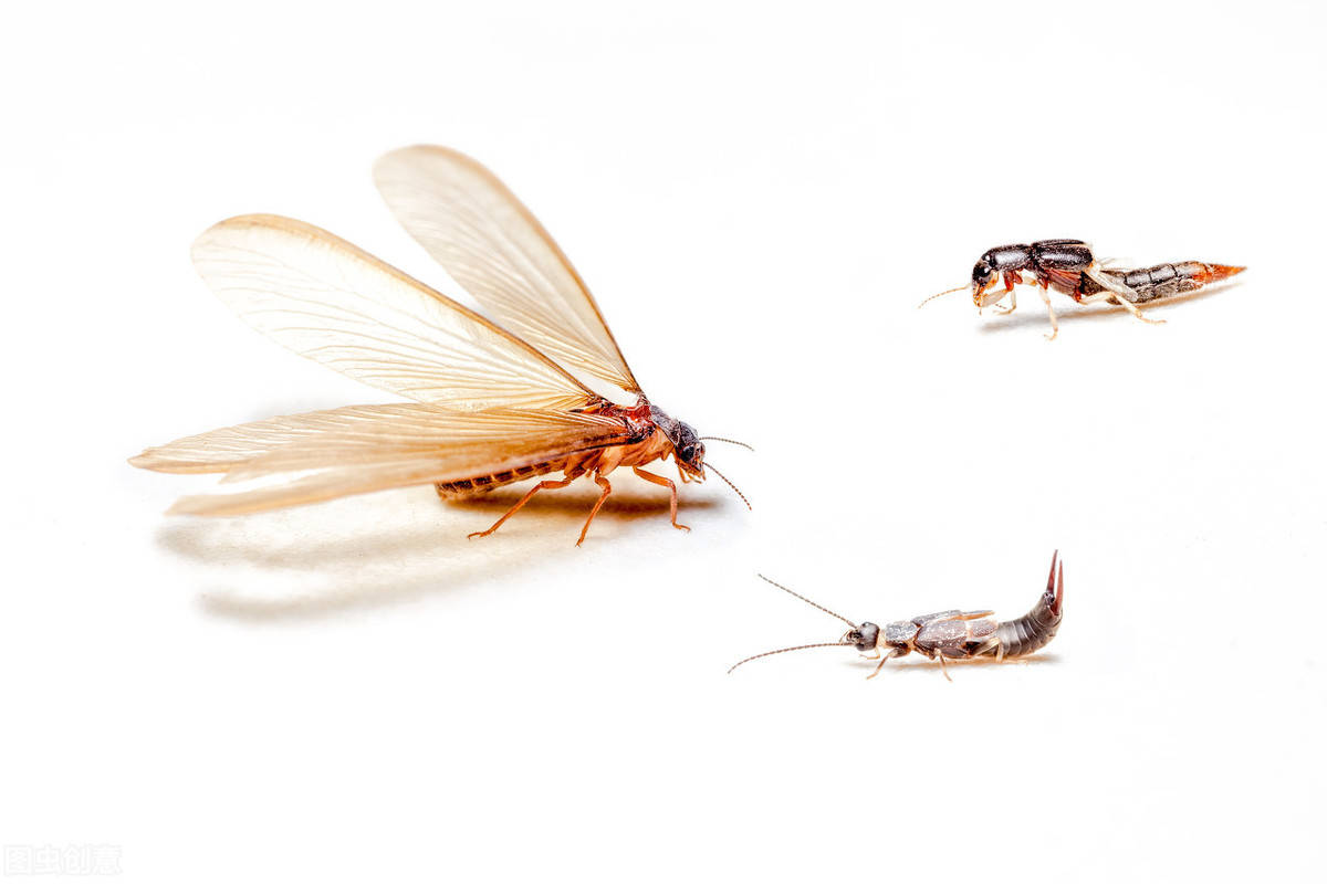 原创不得不佩服白蚁动物界的高级建筑工程师人类的启蒙老师