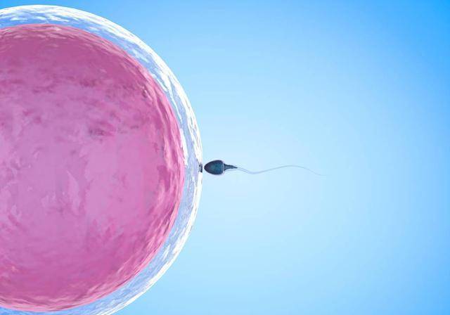 【精子和卵子结合需要多长时间】精子与卵子结合后人体有什么反应_精子和卵