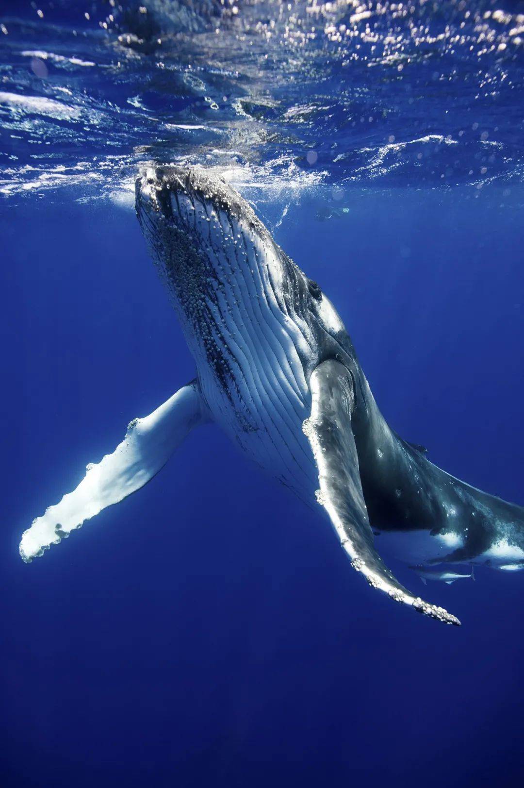 蓝鲸有多大航母比较图图片