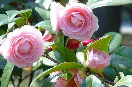 6月后 茶花成了 大酒鬼 7天喝一次 花开一茬接一茬 不断花 花友 时间 清水