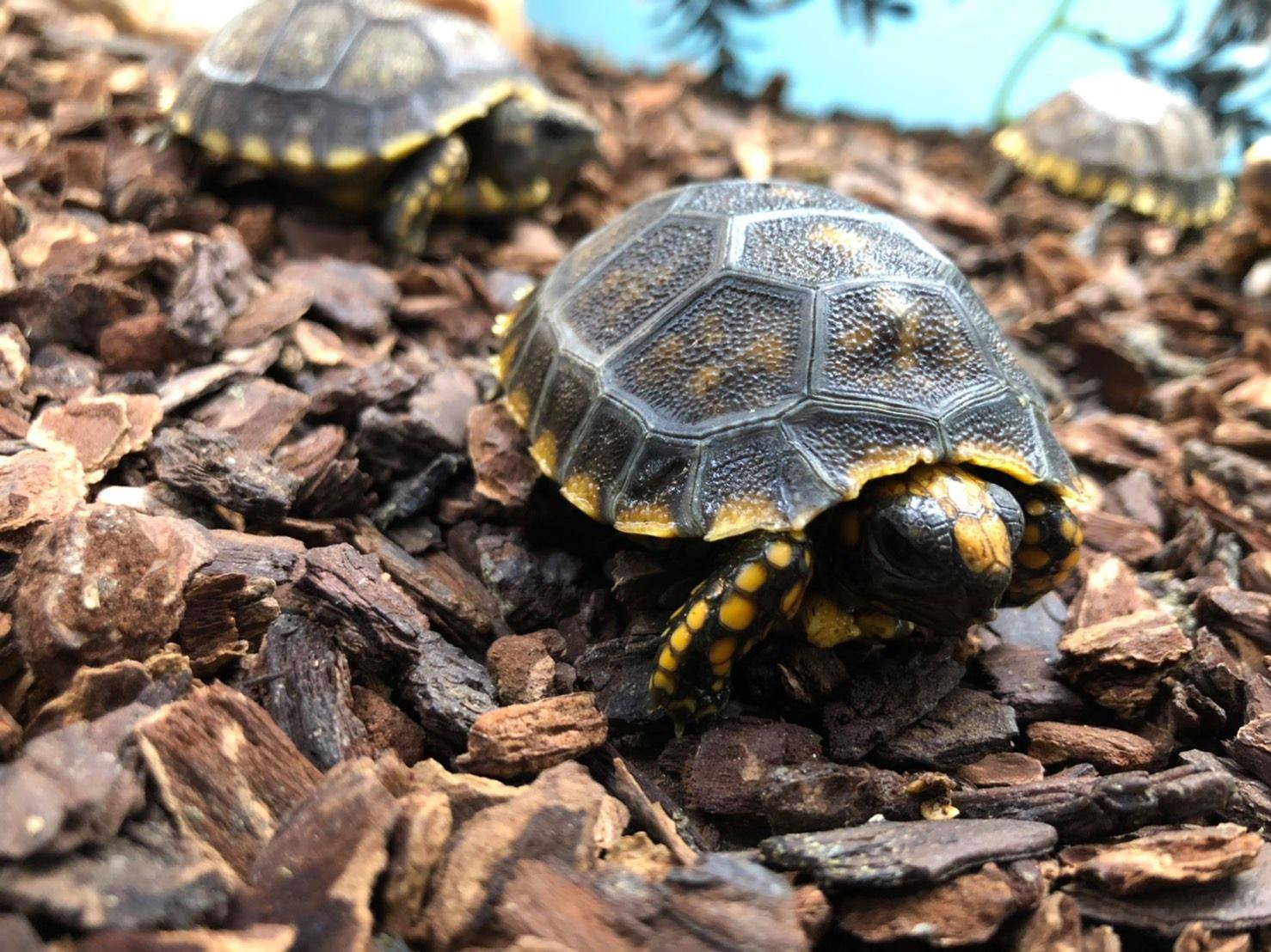 原创黄腿象龟巨人黄腿黄腿陆龟一只聪明的陆龟