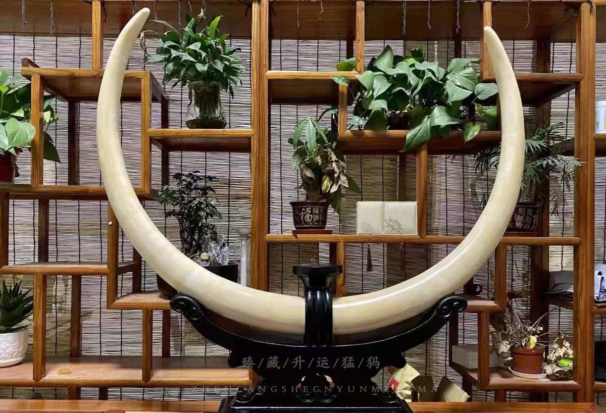 猛犸_价值_象牙