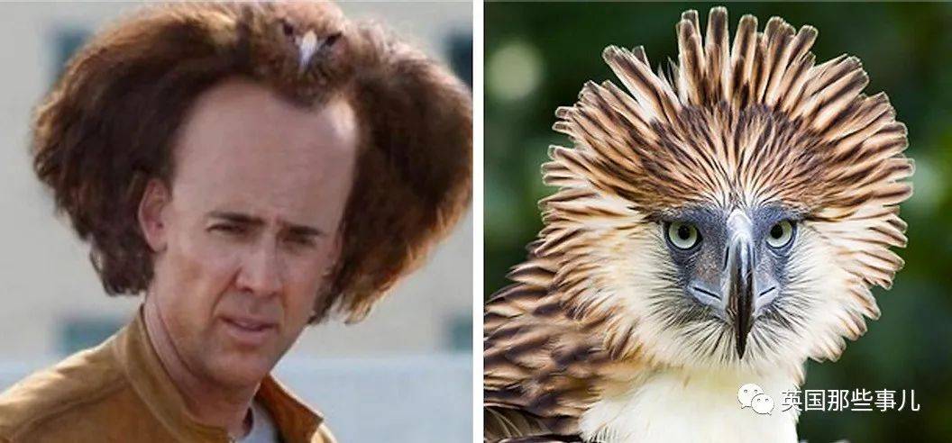 给中国人留下童年阴影的超级猛禽其实是个行走的表情包