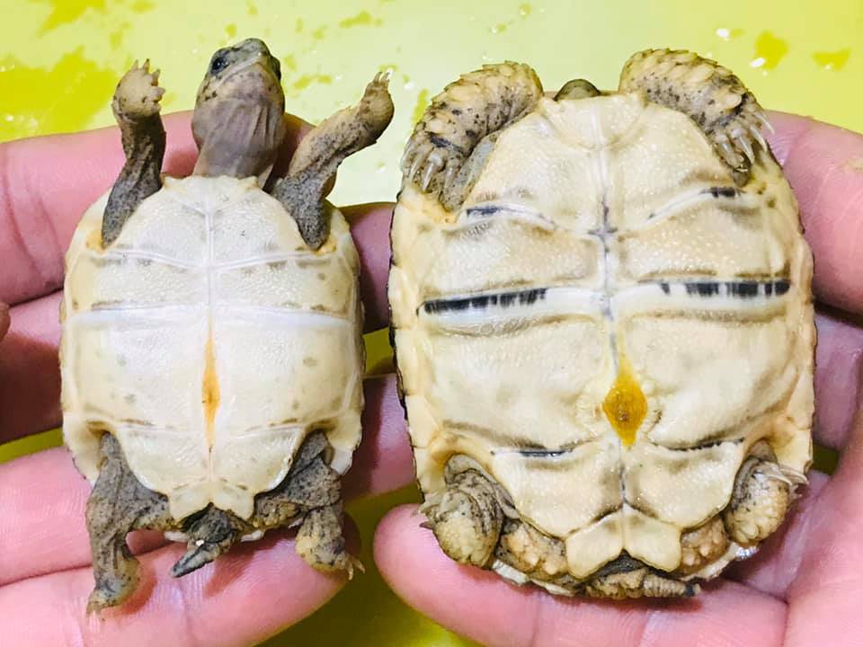 关于豹纹陆龟"东豹,西豹,肯豹和索豹我有说法