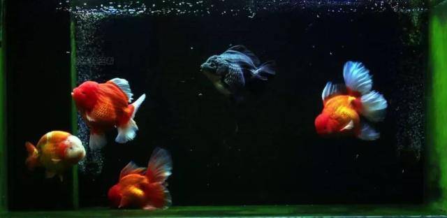 养鱼过程中 这一现象最容易忽视 但却不得不注意 水流 金鱼 游动 养鱼过程中 这一现象最容易忽视 但却不得不注意 水流 金鱼 游动