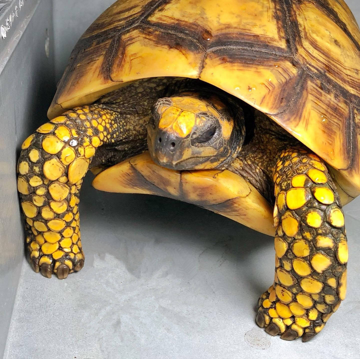 原创黄腿象龟巨人黄腿黄腿陆龟一只聪明的陆龟