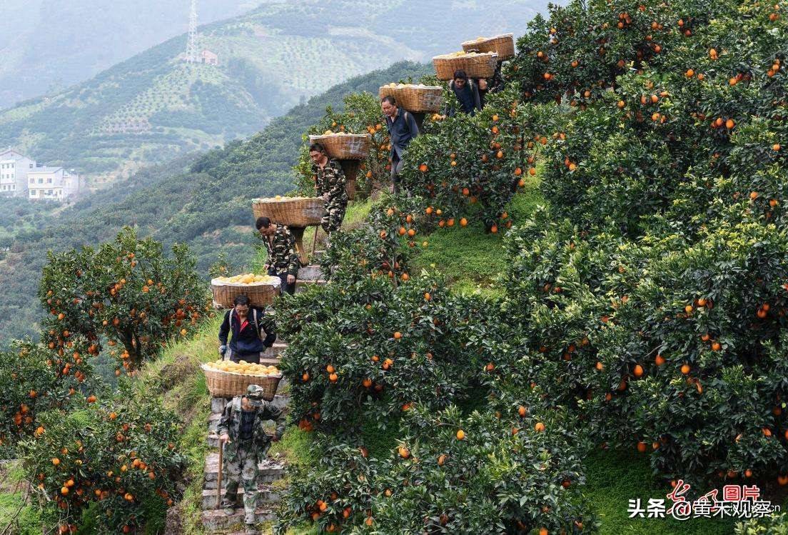 橙子_种植_中国