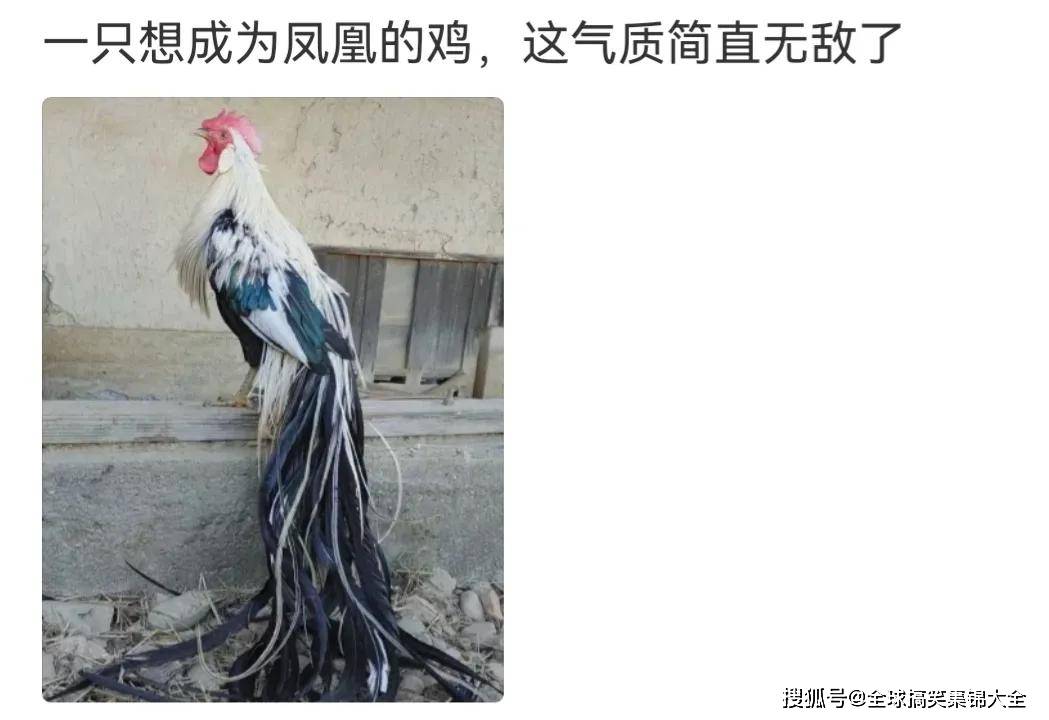 神回复:马龙是帝国破坏龙 ,张继科是帝国绝凶虎,那许昕是帝国什么