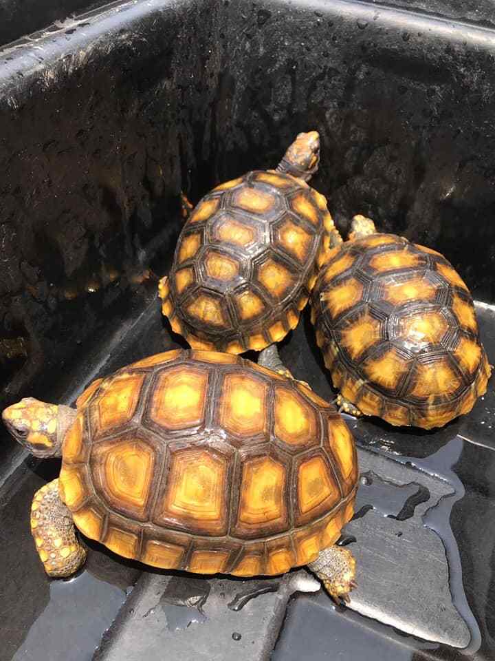 黄腿象龟《巨人黄腿》黄腿陆龟!一只聪明的陆龟_温度_湿度_体型