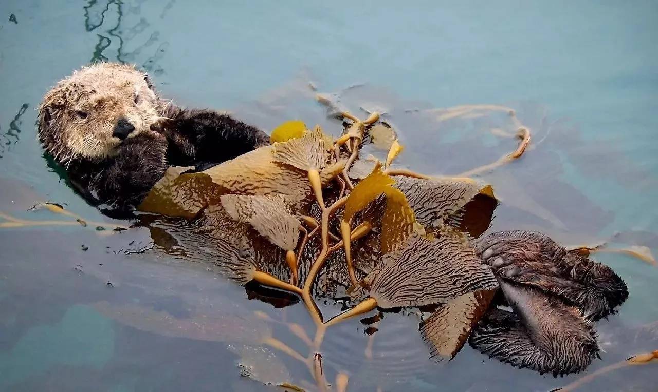 交配的雄海獭竟是个“暴君”,可爱?还是残暴?_皮毛_生活_两栖动物