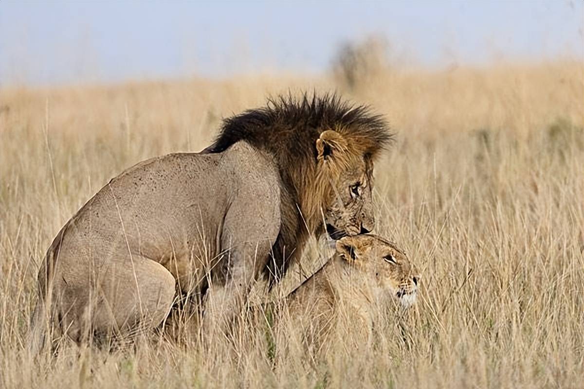 雄狮子与母狮子图片