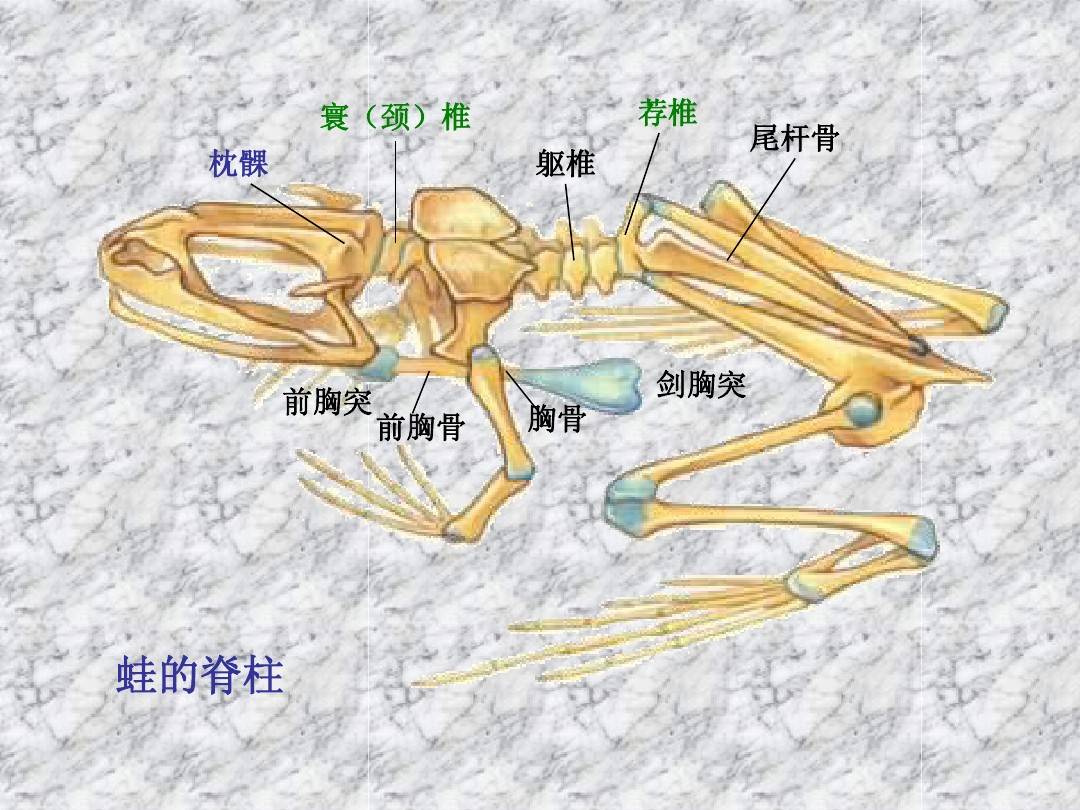 两栖类动物的运动器官图片