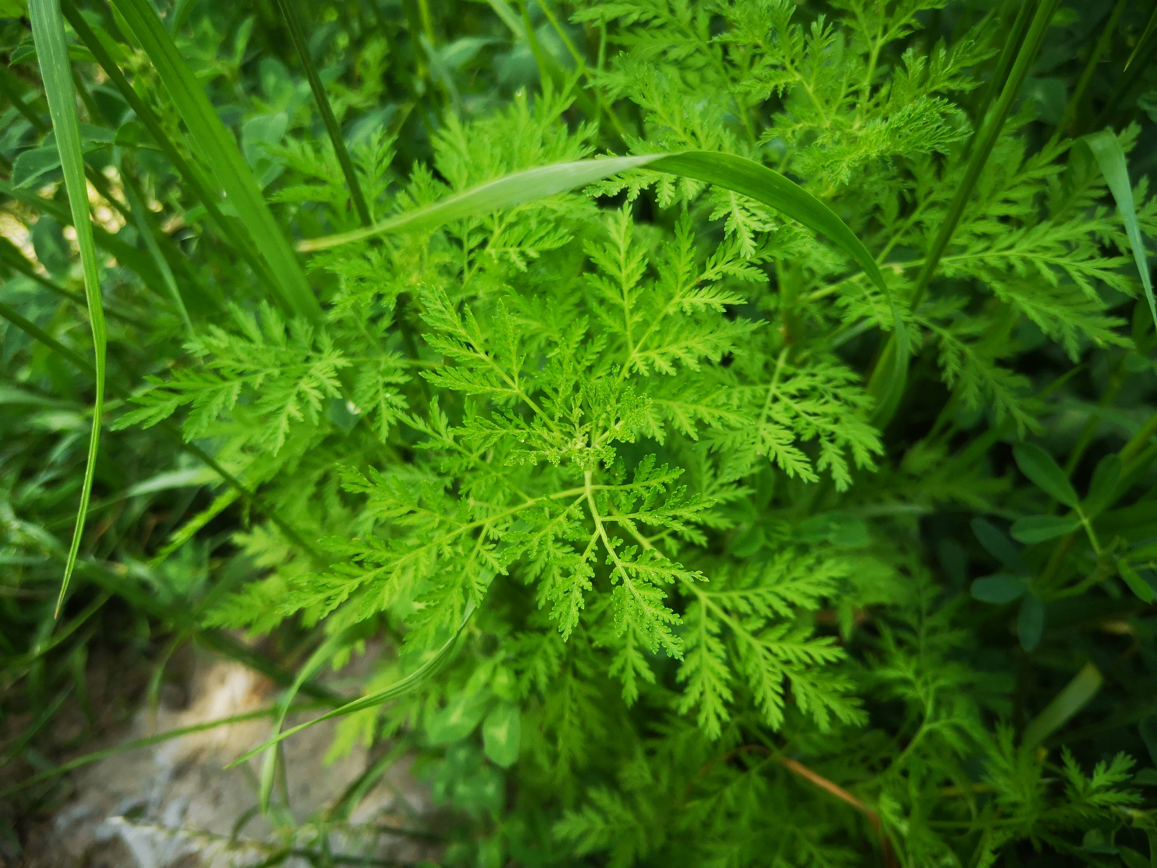 野生葫蘿蔔不但有藥用價值還可以提取芳香油