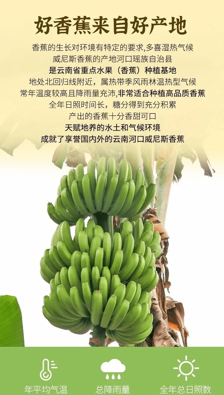 辰頤物語云南威尼斯綠皮香蕉不泡藥無汙染自然熟綿滑純粹