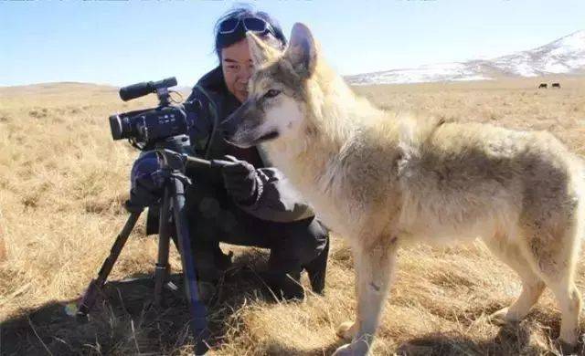 美女画家救下一只小狼,助它重返狼群,4年后它带着全家出现了…