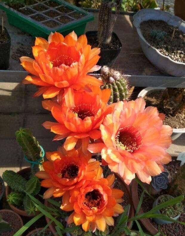 仙人球不开花 那是你不会养 做好这3点 开成大玉盘 真惊艳 品种 补充 金虎