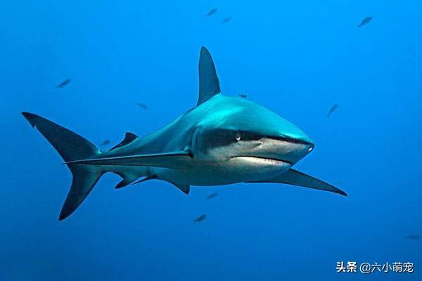 世界十二大凶猛鲨鱼排名,乌翅真鲨居然仅排第十!